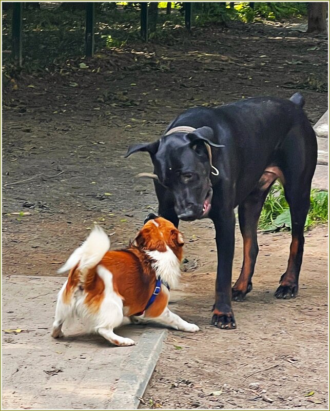 Яша с другом. - Валерия Комова