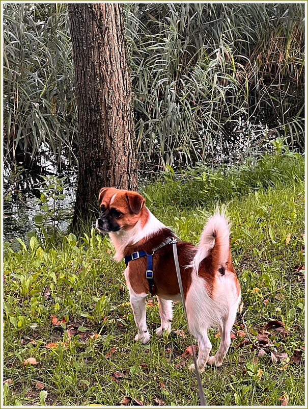 Яша на прогулке. - Валерия Комова