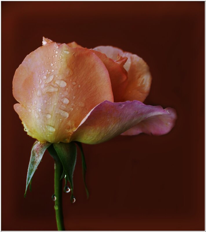 РОЗА... - Elvira E. 