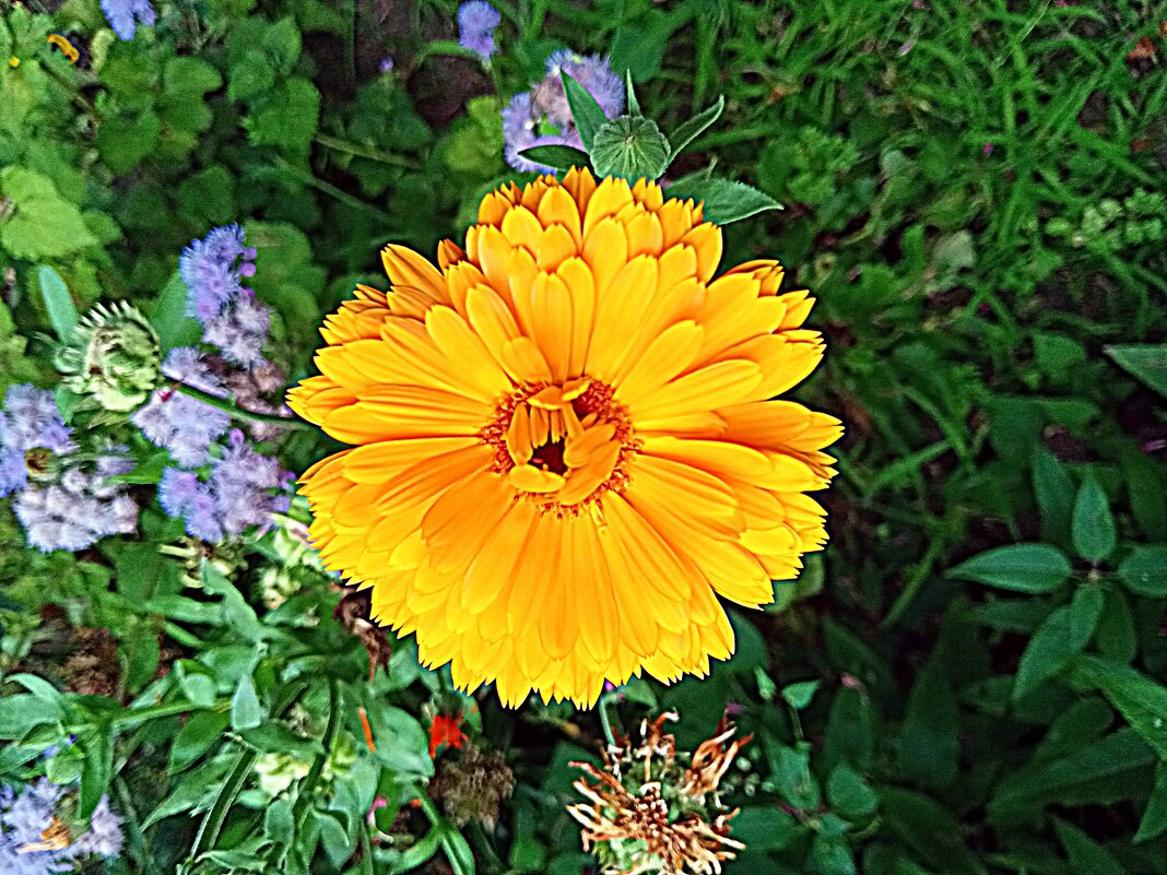 Цветы. - Владимир Драгунский