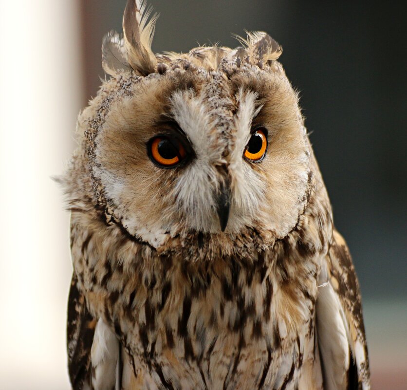 Всевидящий взгляд - Владимир59 Всевидящий взгляд - Владимир59