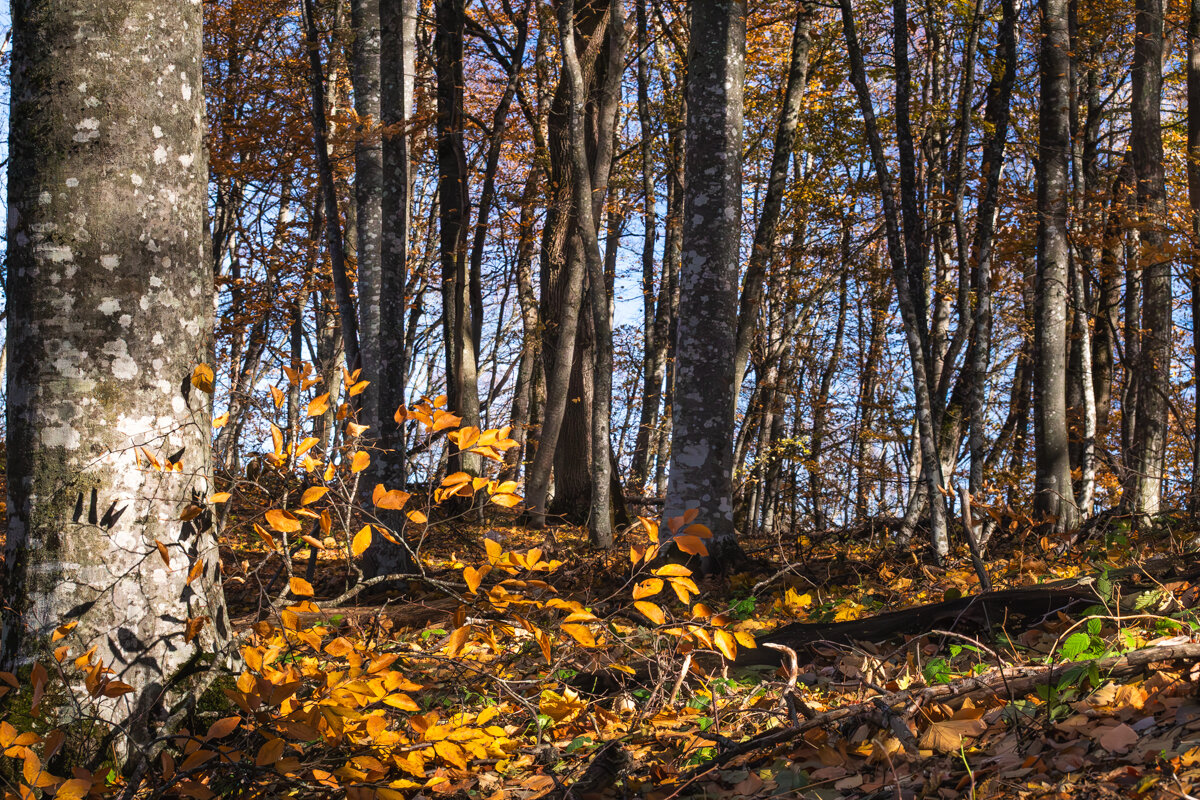 Буковый лес в ноябре - Игорь Сикорский