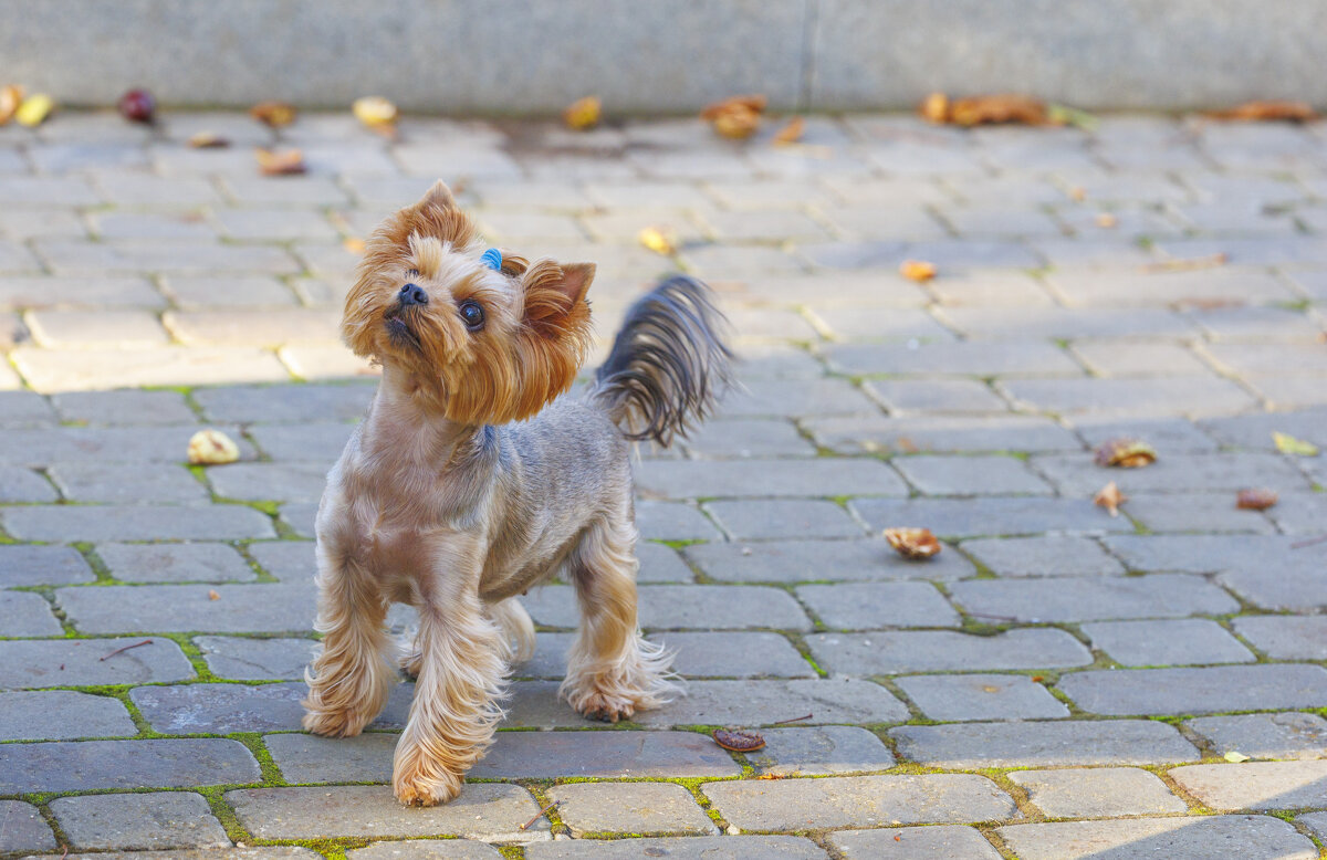 Игруля - Светлана Тихонина