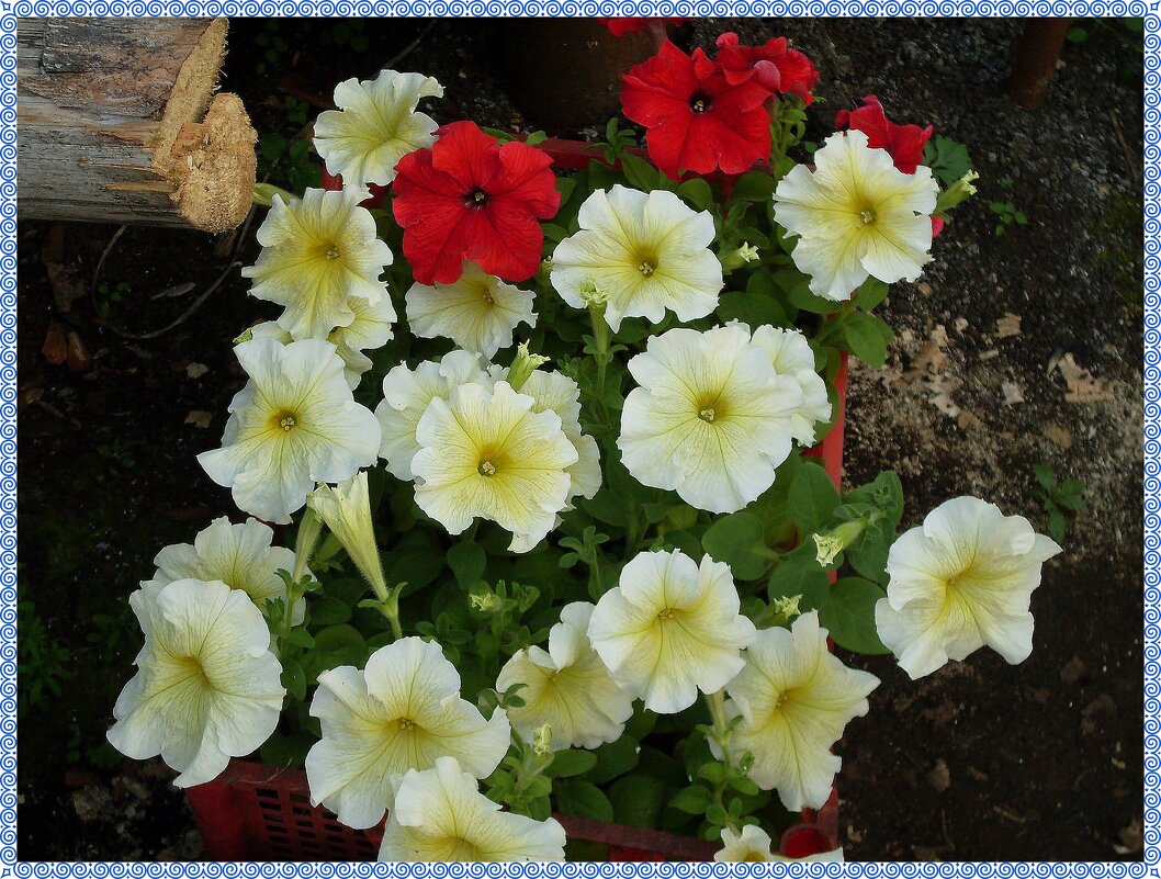 ПЕТУНИЯ - СЕРГЕЙ ФИЛОЧКИН