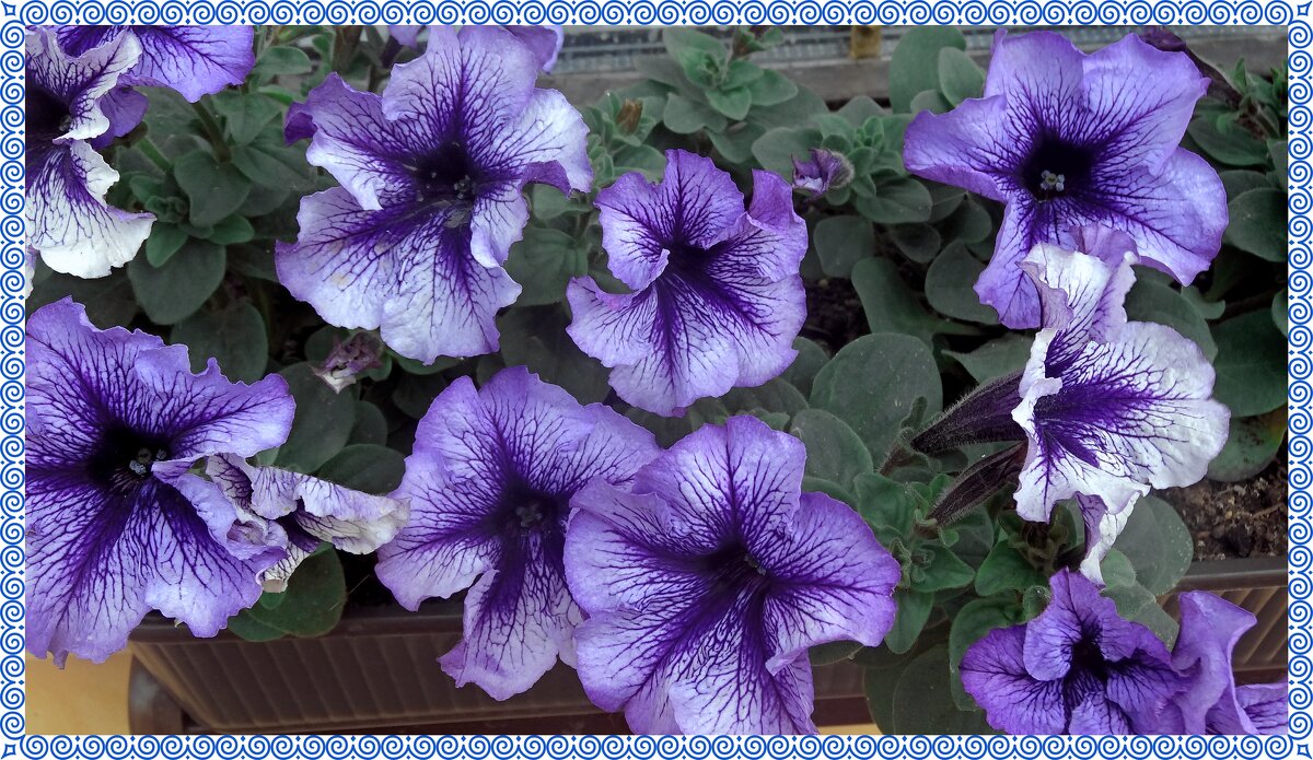 ПЕТУНИИ - СЕРГЕЙ ФИЛОЧКИН