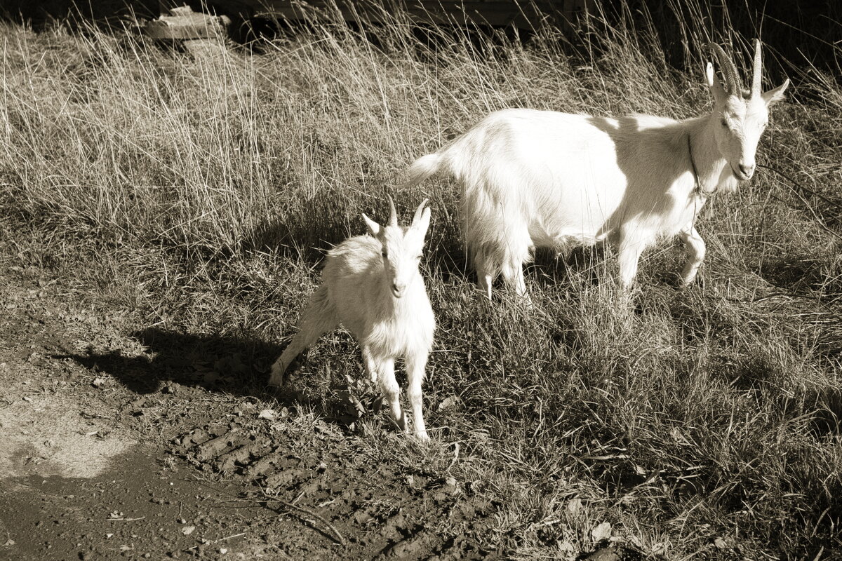 Фотография - Денис Безногов