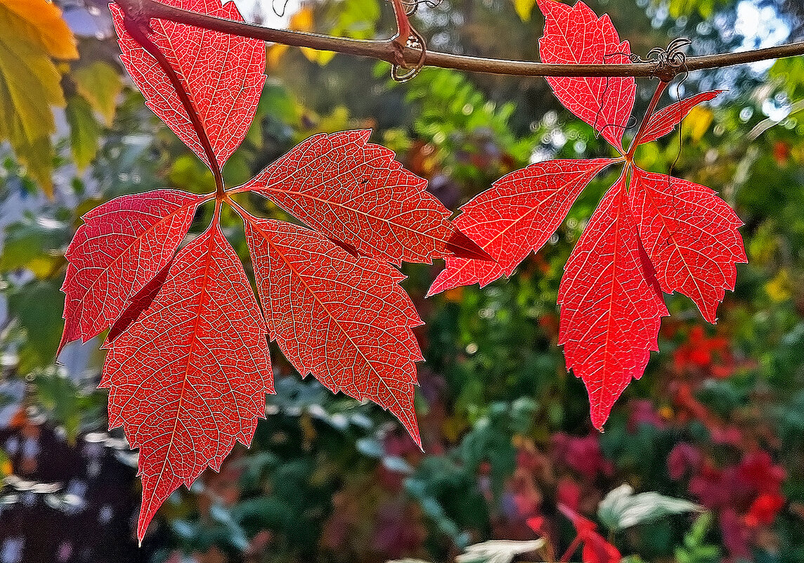 Осень постаралась! - Валентина Нефёдова Осень постаралась! - Валентина Нефёдова