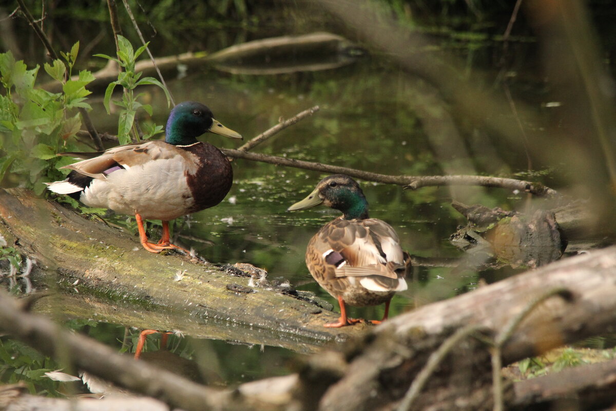 Уютный уголок - Сергей Лычагин