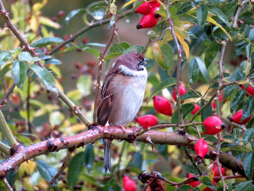 Вот так всегда - чуть разбогател и уже нос воротит, друзей не признаёт... - Егор Бабанов Вот так всегда - чуть разбогател и уже нос воротит, друзей не признаёт... - Егор Бабанов