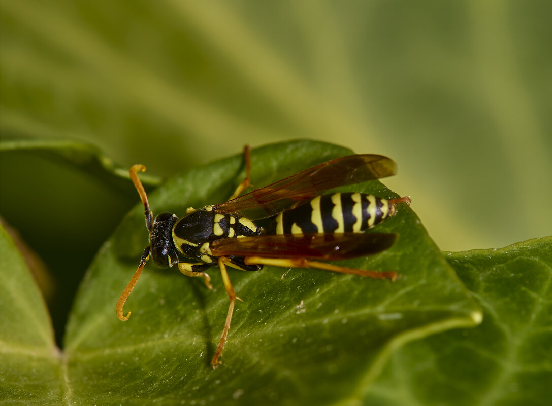 Оса... - Александр Посошенко