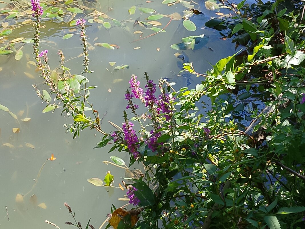 Министерские озёра - Tata Wolf