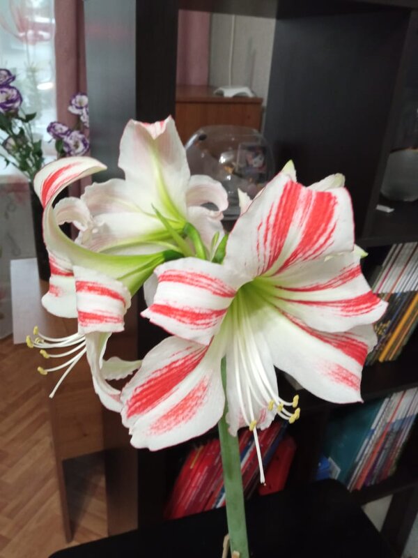 Гиппеаструм - Татьяна Р 