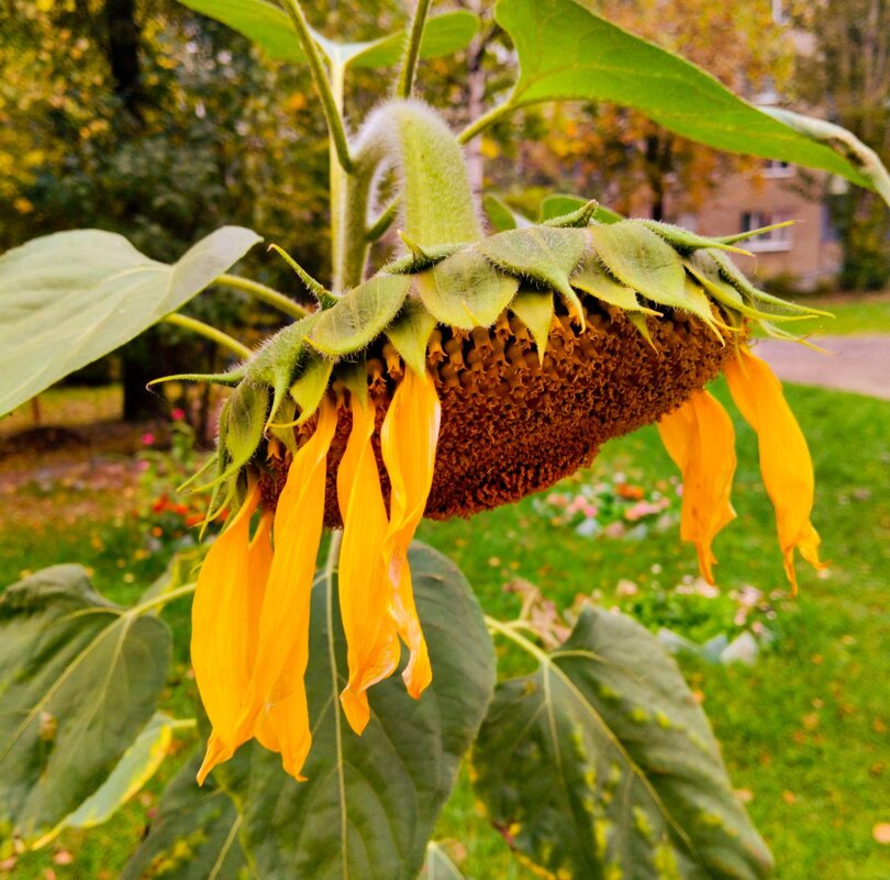 Урожайное - Галина Бобкина