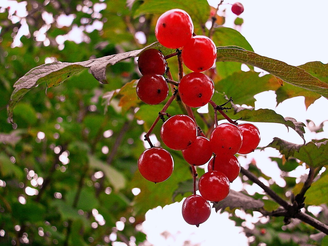 Калина красная... - VasiLina *