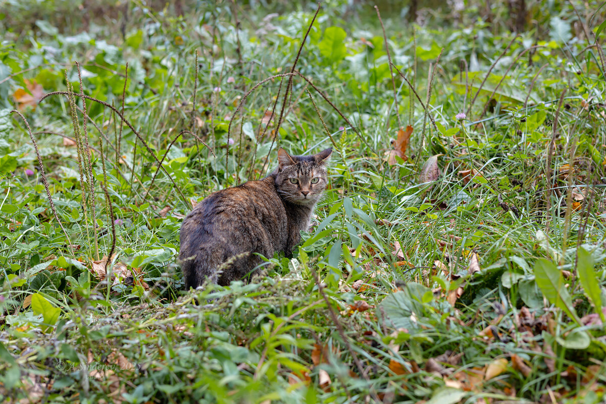Уличная кошка в траве - Александр Синдерёв