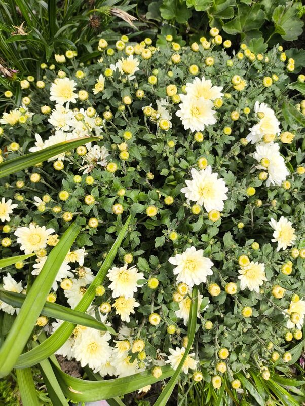 Курск. В саду у дома - Ирэн 