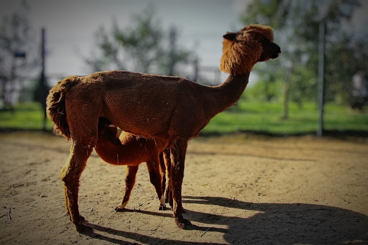 Российские альпаки - Тамара Вебер