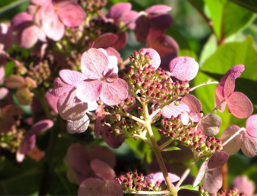 Гортензия - Лариса С.