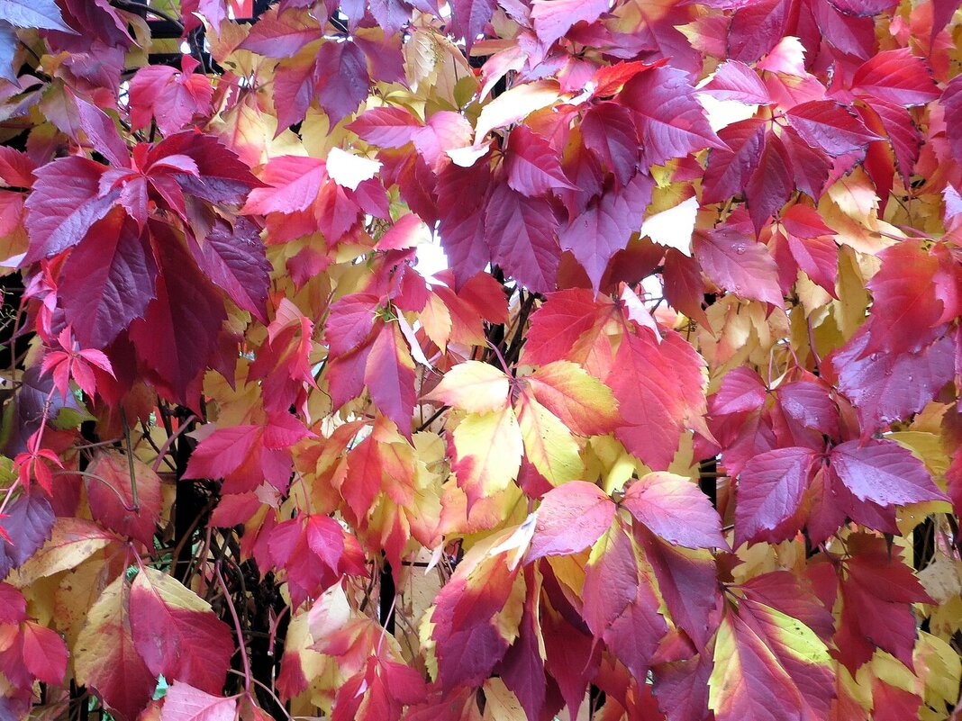 Виноград - Лариса С.