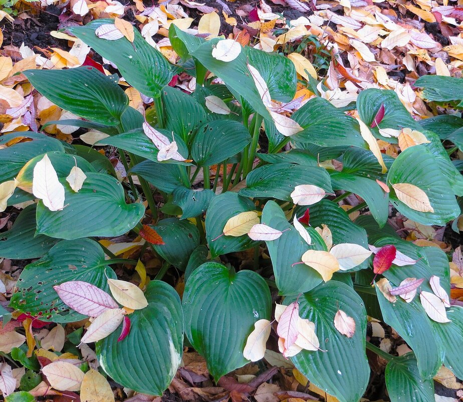 *** - Лариса С.