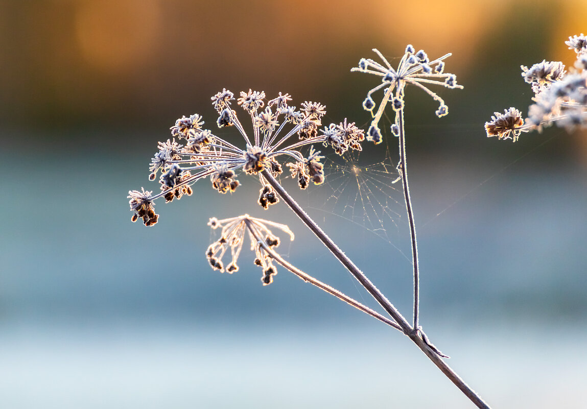 Морозец - Александр 