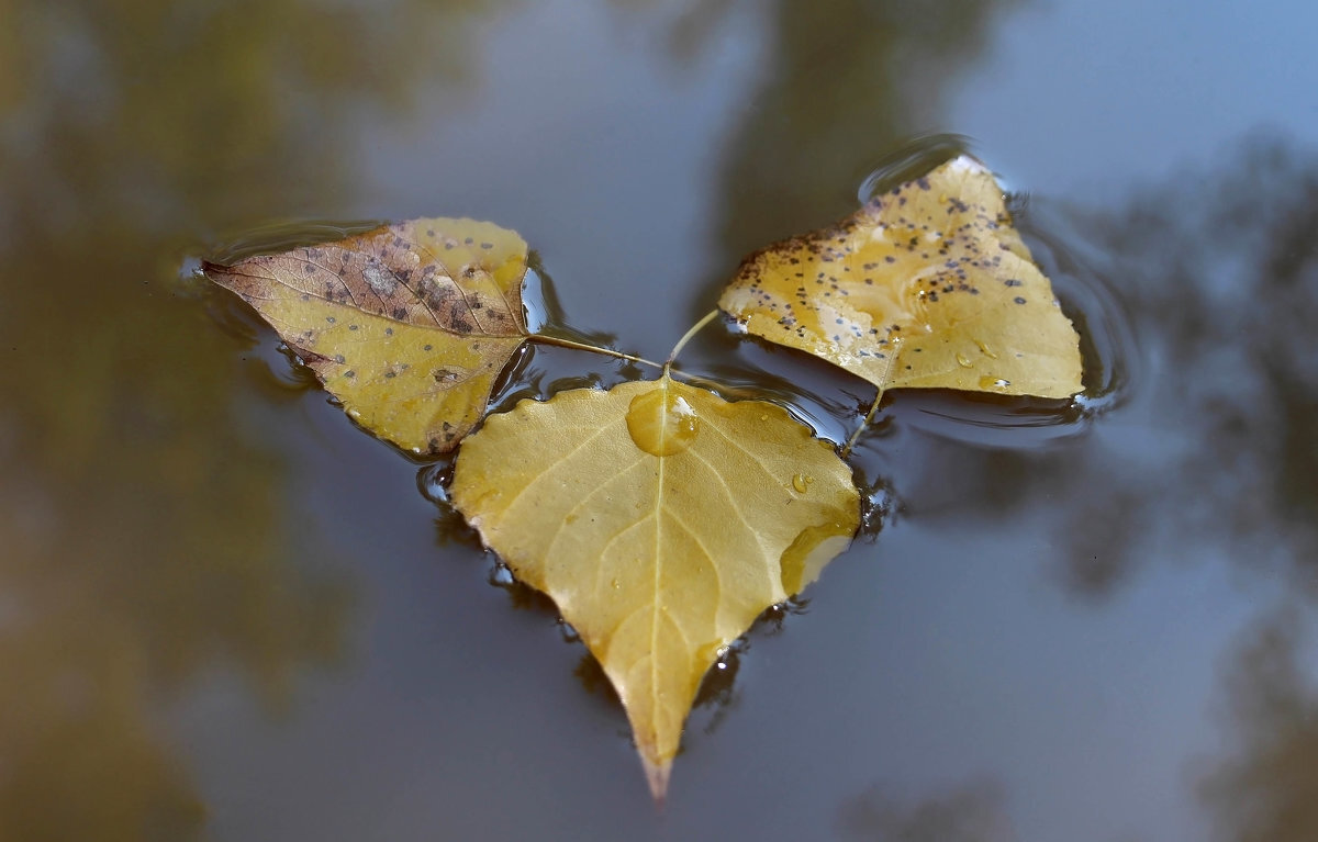 Листья желтые - Олегъ Петрович