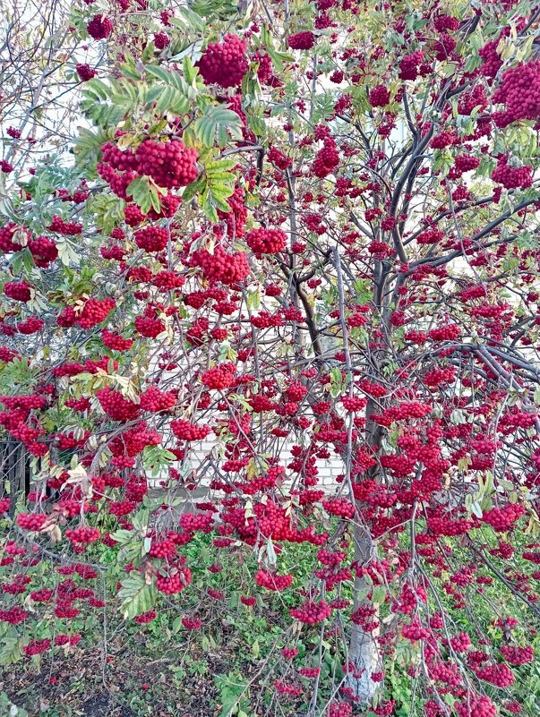 Осень - Ольга 