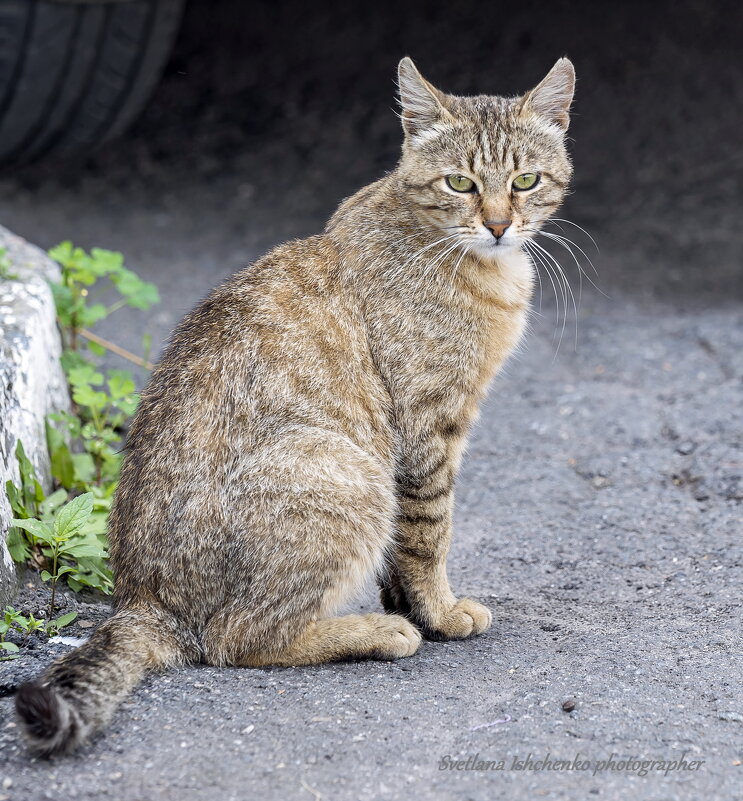 Мураня - Светлана Ищенко Мураня - Светлана Ищенко