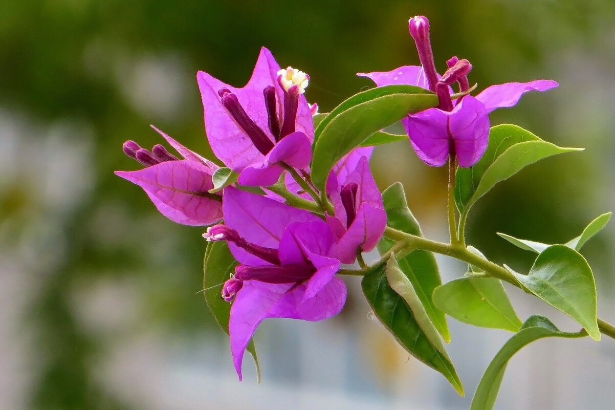 Кустик бугенвиллии на клумбе - Татьяна Смоляниченко