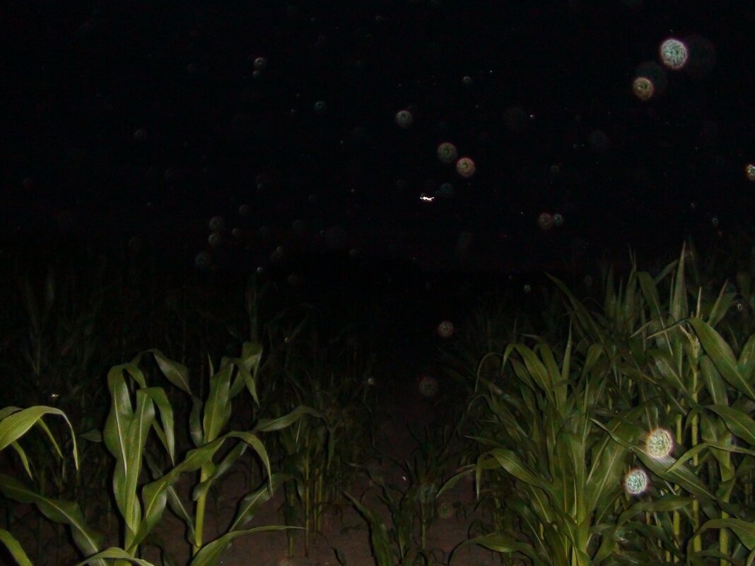 кукурузное поле - fogmeadowww m