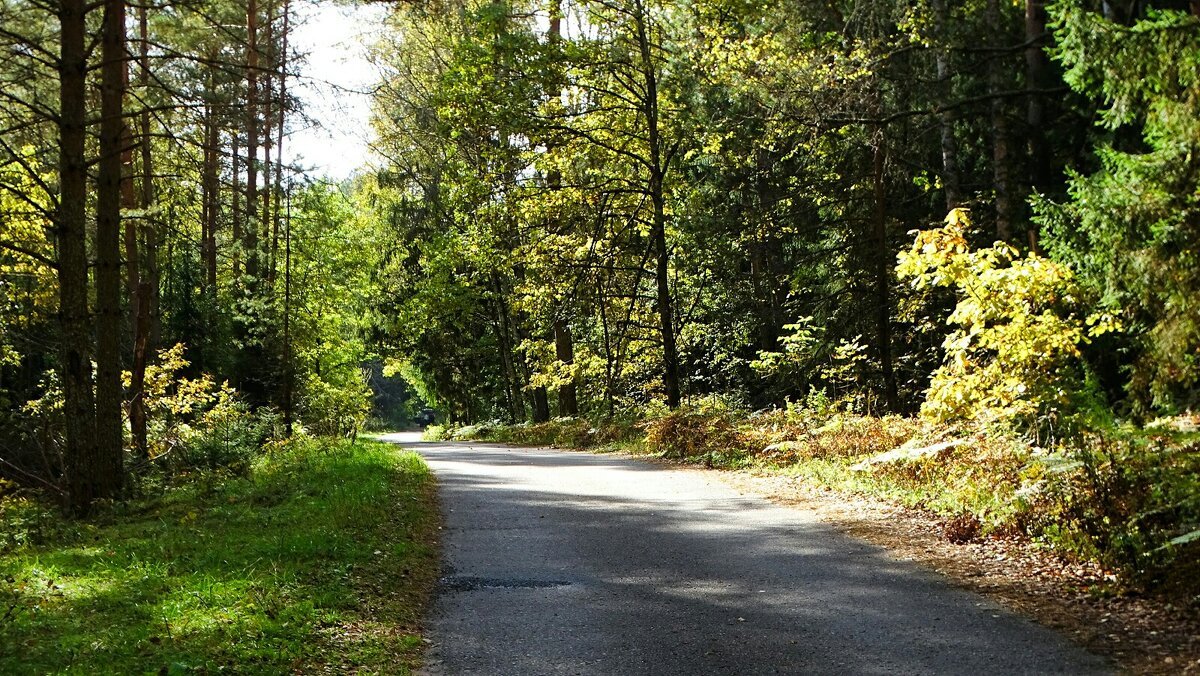 Залитый солнцем осенний лес (репортаж из поездок по области). - Милешкин Владимир Алексеевич 