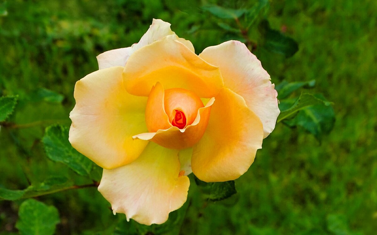 Городские цветы в октябре. - Милешкин Владимир Алексеевич 