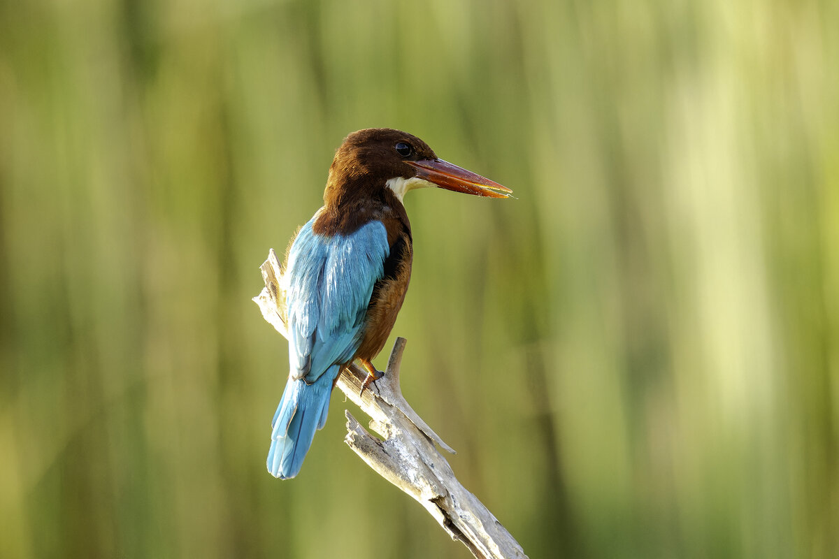 Красноклювая альциона. - Alexander Amromin