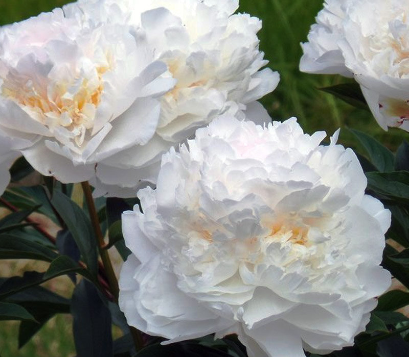 пионы -в моем саду - николай 