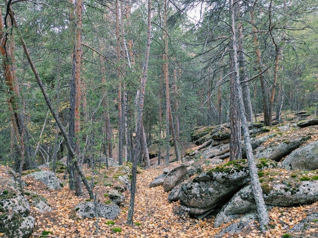 Осенний горный лес - Георгиевич 