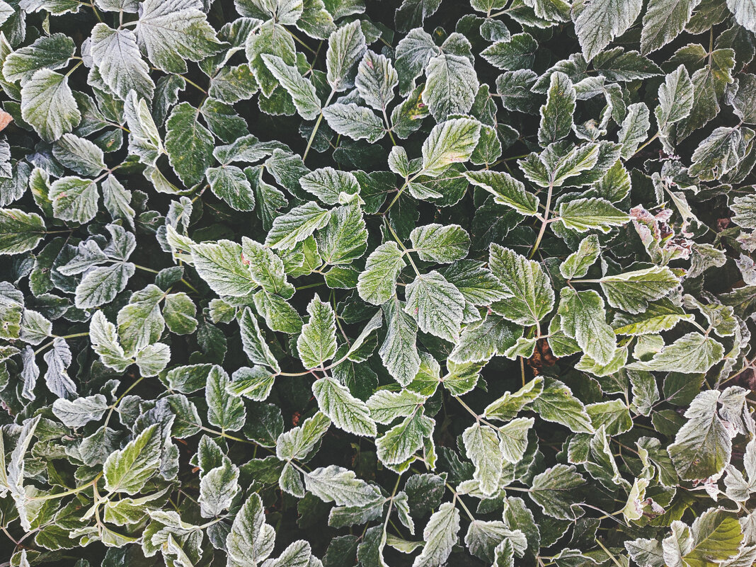 Замороженные 2 - AZ east3 Замороженные 2 - AZ east3