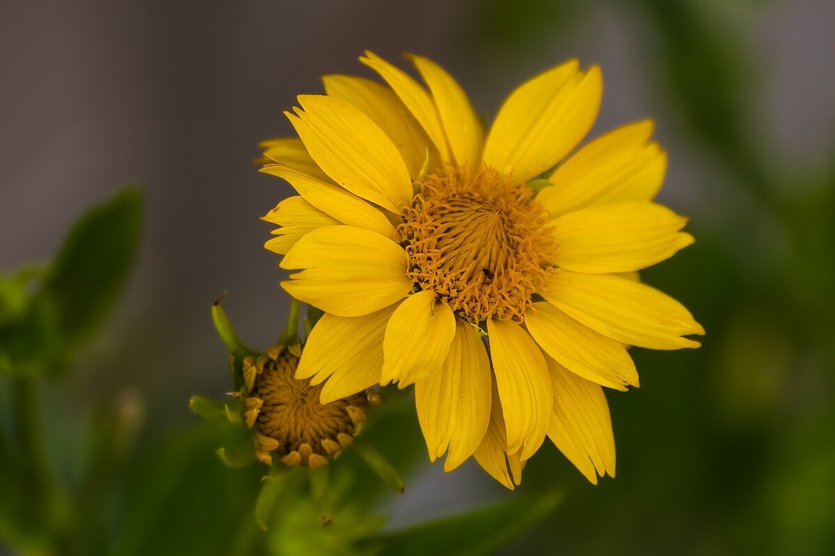 Гелиопсис - Игорь Сикорский