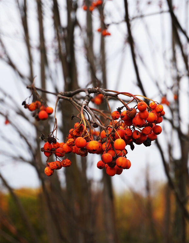 Ой, рябина кудрявая - Лариса Корж