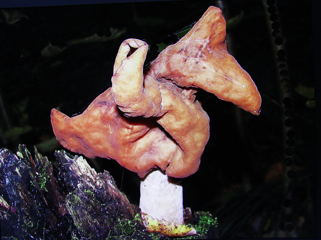 Строчок осенний - Людмила Смородинская Строчок осенний - Людмила Смородинская