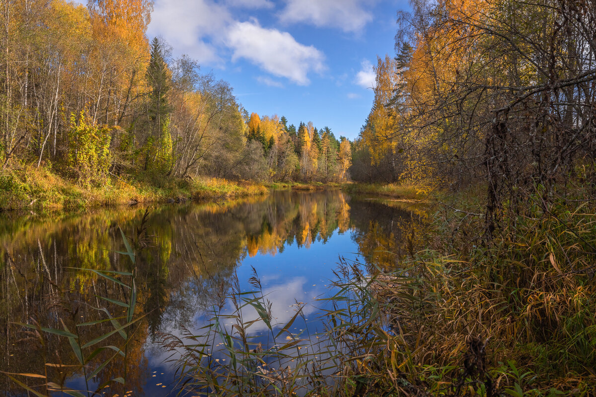 **** - Елизавета .