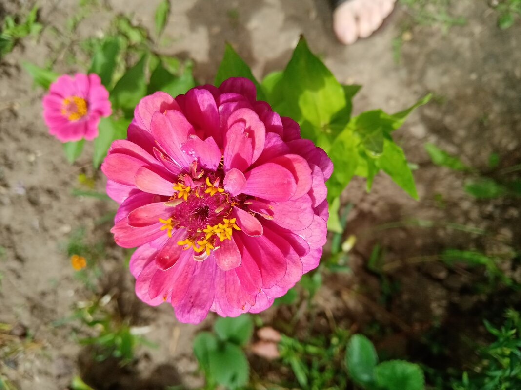 Цветы. - Владимир Драгунский