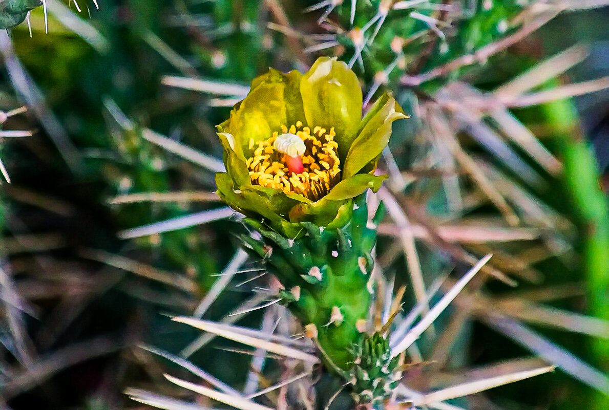 Аустроцилиндропунция... - Николай Саржанов Аустроцилиндропунция... - Николай Саржанов