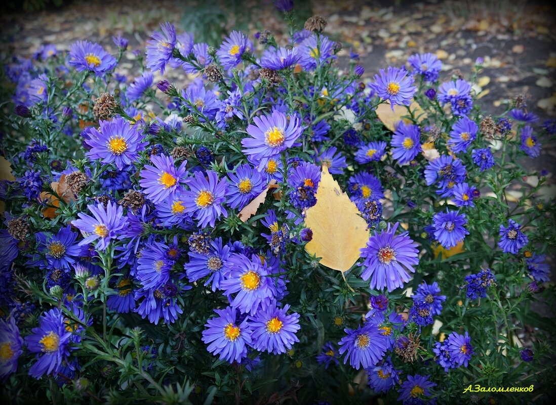 Про сентябринки-октябринки... - Андрей Заломленков