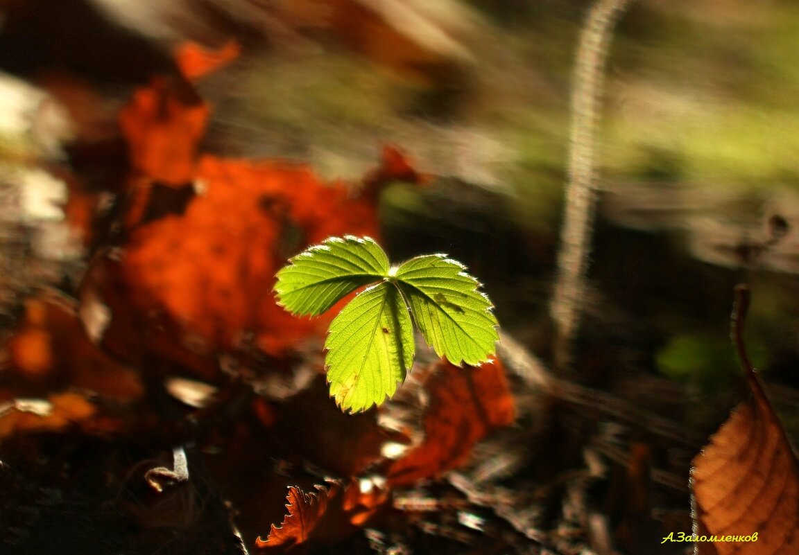А я маленький зелёнинький такой...:-) - Андрей Заломленков