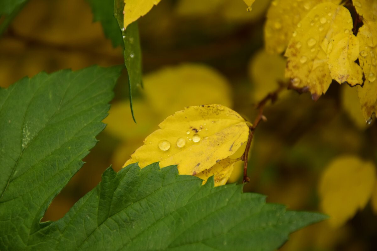 Капельки - Мария Яковлева