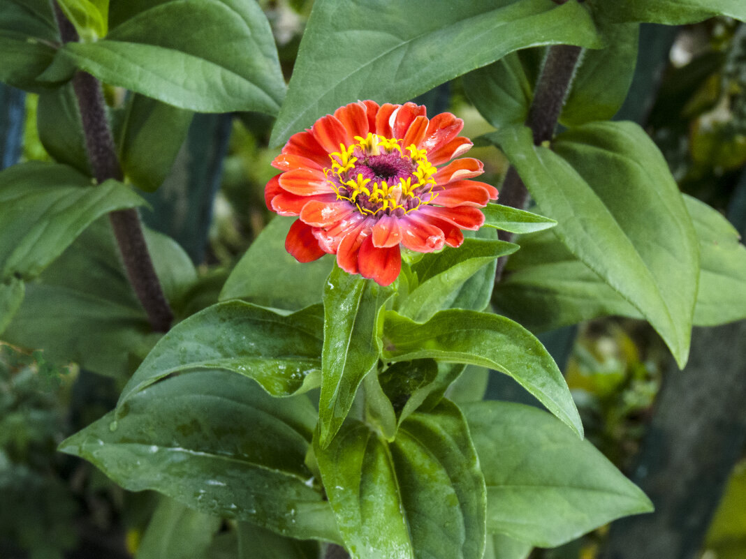 Циния  красная - Валентин Семчишин