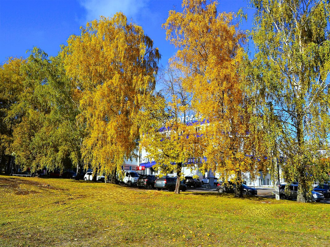 Чебоксары. Осенние берёзки улицы Нижегородской. - Пётр Чернега