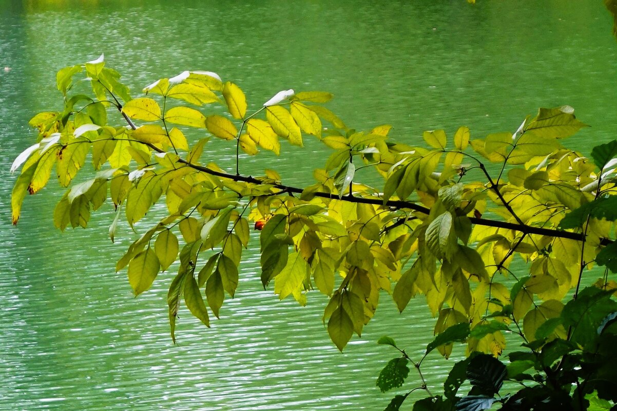Октябрьский этюд - Рита Симонова