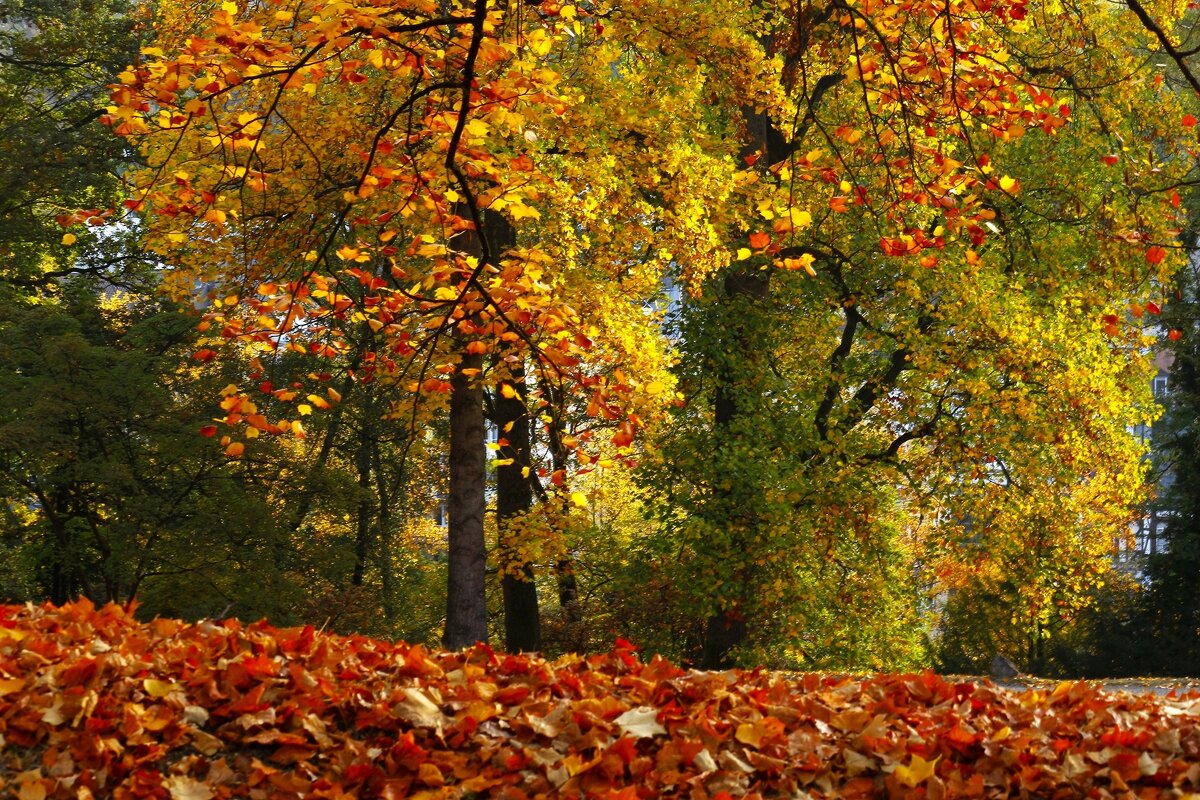 Смешала осень краски - Юрий. Шмаков