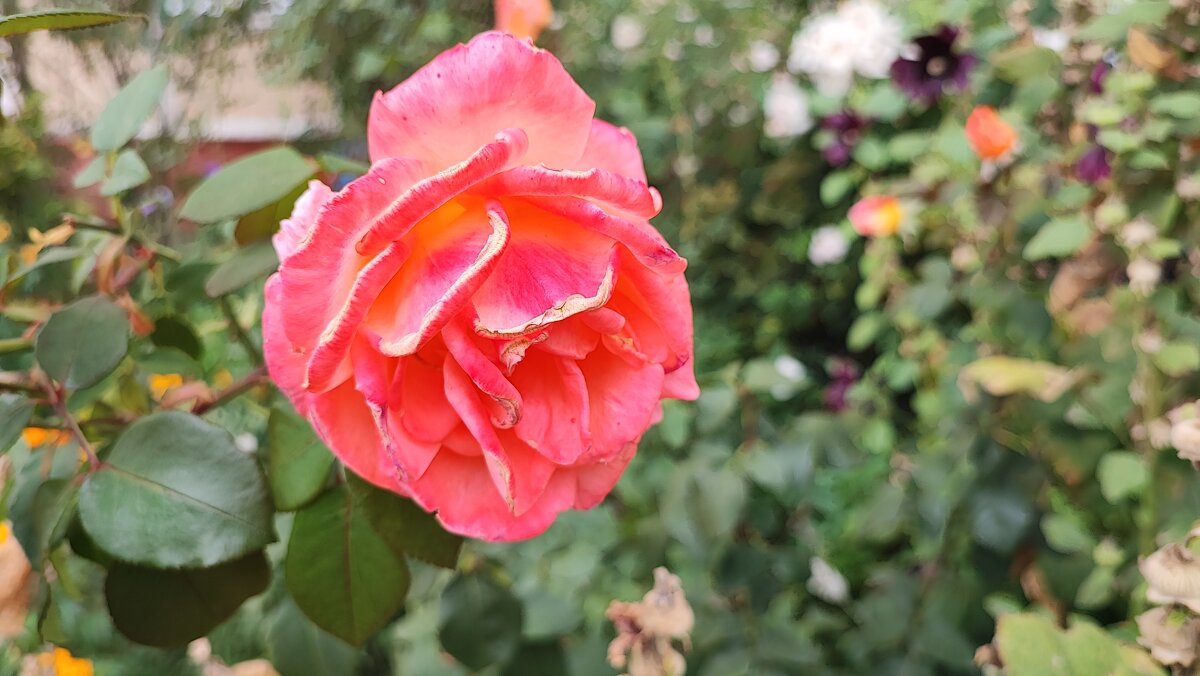 ,,, - Сергей Тимоновский